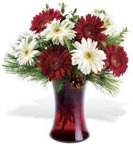 Festive Gerberas